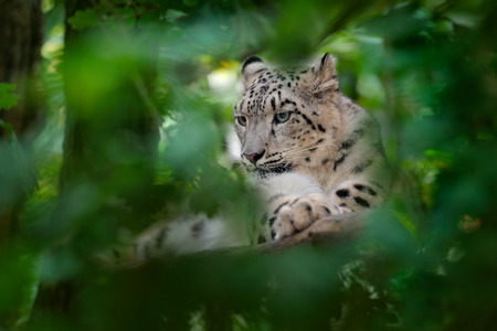 Snowy leopard. Face portrait of snow leopard with green vegation, Kashmir, India. Wildlife scene...