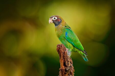 Red-crowned parrot, Amazona viridigenalis, Mexico.の写真素材