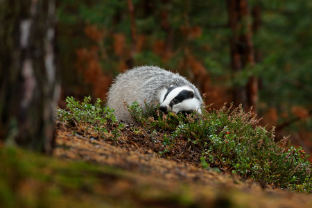 Badger in forest, animal nature habitat, Czech, Europe. Wildlife scene. Wild Badger, Meles meles, animal in wood. European badger, autumn pine green forest. Mammal environment, rainy day.の写真素材