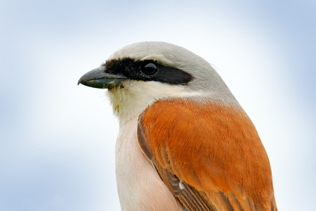 Close-up detail of shrike. Red-backed shrike, Lanius collurio, bird from Bulgaria. Animal in the nature habitat, Europe. Bird shrike sitting on the branch.の写真素材