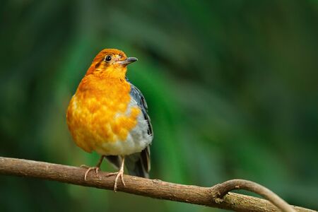 Orange-headed thrush, Geokichla Zoothera citrina, orangeand black songbird. Bird sitting on tree barnach, China. Rare bird in nature habitat. Wildlife scene from Asia.の写真素材