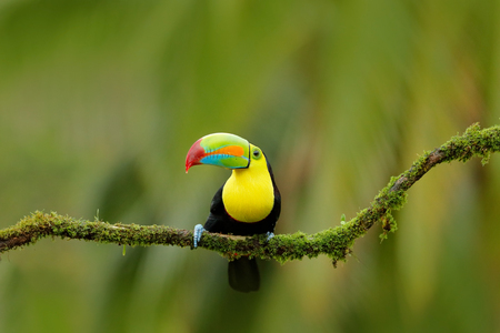 Keel-billed Toucan, Ramphastos sulfuratus, bird with big bill. Toucan sitting on the branch in the forest, Boca Tapada, green vegetation, Costa Rica. Nature travel in central America.の写真素材