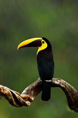 Rain in jungle. Big beak bird Chesnut-mandibled Toucan sitting on the branch in tropical rain with green jungle background. Wildlife scene from nature with beautiful bird with big yellow bill. の写真素材