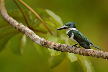 Amazon Kingfisher, Chloroceryle amazona. Green and white kingfisher bird sitting on the branch. Kingfisher in the nature habitat in Costa Rica, Bird in the forest near the river. Wildlife Costa Rica.の写真素材