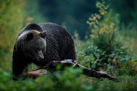 Big female brown bear feeding befor winter. Slovakia mountain Mala Fatra. Evenig in the green forest. Dangers animal, yellow autumn, wood habitat. Wildlife from Europe. Autumn trees with bear. の写真素材
