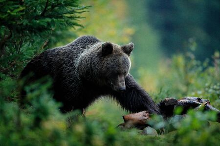 Brown bear feeding before winter. Slovakia mountain Mala Fatra. Evening in the green forest. Big female, dangers animal, yellow autumn, wood habitat. Wildlife from Europe. Autumn trees with bear. の写真素材
