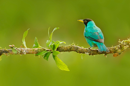 Detail of beautiful bird. Green Honeycreeper, Chlorophanes spiza, exotic tropic malachite green and blue bird form Costa Rica. Tanager from tropic forest. Close-up portrait of nice animal in habitat.の写真素材