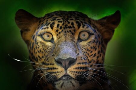 Detail portrait of wild cat. Sri Lankan leopard, Panthera pardus kotiya, Big spotted cat lying on the tree in the nature habitat, Yala national park, Sri Lanka. Leopard in dark forest. Leopard face.の写真素材