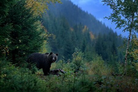 Brown bear feeding before winter. Slovakia mountain Mala Fatra, green forest. Dangers animal, yellow autumn, wood habitat. Wildlife Europe. Brown bird in environment, dark evening autumn forest. の写真素材
