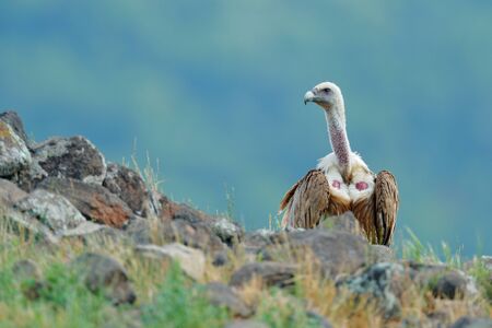 Griffon Vulture, Gyps fulvus, big bird of prey sitting on stone, rock mountain, nature habitat, Madzarovo, Bulgaria, Eastern Rhodopes. Wildlife scene, hide. Wildlife scene, Balkan. Bird in habitat.の写真素材