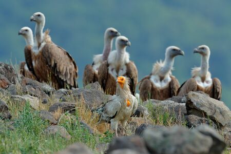 Egyptian vulture with group of Griffon Vulture, big birds of prey sitting on stone, rock mountain, nature habitat, Madzarovo, Bulgaria, Rhodopes. Wildlife scene, nature. Bird in the stone habitat.の写真素材