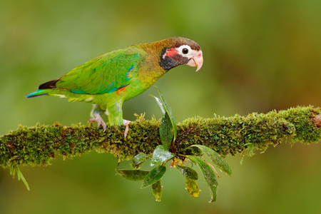 Brown-hooded Parrot, Pionopsitta haematotis, portrait of light green parrot with brown head, Costa...