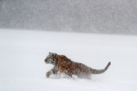 Tiger, snow fall. Amur tiger running in the snow. Tiger in wild winter nature. Action wildlife scene with danger animal. Cold winter in tajga, Russia. Snowflake with beautiful background. の写真素材