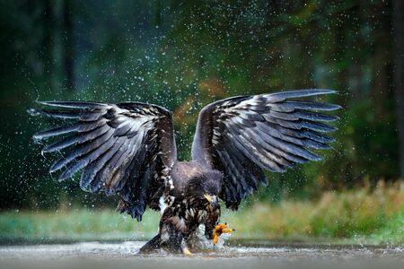 Eagle in fly above the dark lake. White-tailed Eagle, Haliaeetus albicilla, flight above the water river, bird of prey with forest in background, animal in the nature habitat, wildlife, Norway.の写真素材