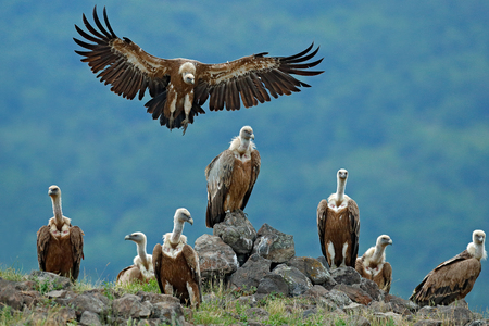Griffon Vulture, Gyps fulvus, big birds of prey sitting on stone, rock mountain, nature habitat, Madzarovo, Bulgaria, Eastern Rhodopes. Wildlife scene, hide. Wildlife scene, Balkan. Group of vultures.の写真素材