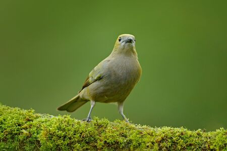 Palm Tanager, Thraupis palmarum, bird in the green forest habitat, Costa Rica. Tanager sitting on beautiful moss brach with clear background. Bird in the habitat, birdwatching in South America. の写真素材