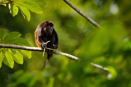 Black monkey. Mantled Howler Monkey Alouatta palliata in the nature habitat. Black monkey feeding in forest. Black monkey in the tree. Animal in Costa Rica national park. Animal in the tropic forest.の写真素材