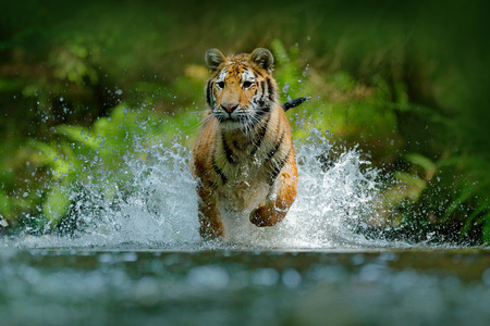 Tiger running in water. Danger animal, tajga in Russia. Animal in the forest stream. Grey Stone, river droplet. Tiger with splash river water. Tiger action wildlife scene, wild cat, nature habitat. の写真素材
