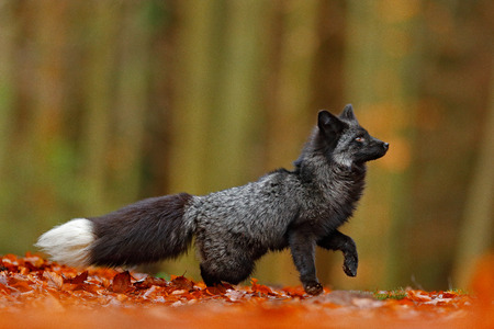 Black silver fox, rare form. Dark red fox playing in autumn forest. Animal jump in fall wood. Wildlife scene from wild nature. Funny image from Russia. Fox with black and white tail.の写真素材