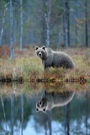Bear with reflection in water. Big brown bear walking around lake with mirror image. Dangerous animal in the forest. Wildlife scene from Europe. Brown bird in the nature habitat with water, Sweden. の写真素材