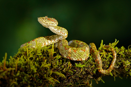 Dangerous snake in the nature habitat. Eyelash Palm Pitviper, Bothriechis schlegeli, on the green moss branch. Venomous snake in the nature habitat. Poisonous animal from South America. の写真素材
