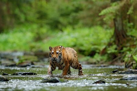 Tiger in the river. Tiger action wildlife scene, wild cat, nature habitat. Tiger running in water. Danger animal, tajga in Russia. の写真素材