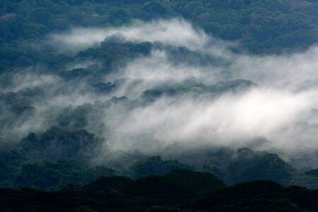 Green jungle landscape with rain and fog. Forest hill with big beautiful tree in Santa Marta, Colombia. Green wood, rainy day. Mountain birdwatching in South America. Tropic forest during rainy day.の写真素材