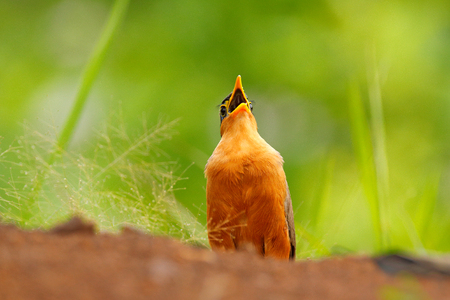 Lesser Ground-cuckoo, Morococcyx erythropygius, rare bird from Costa Rica. Animal behaviour in tropic forest. Cuckoo with open bill. Wildlife scene from tropic nature.の写真素材