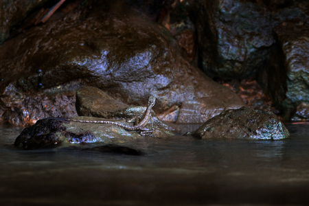 Brown Basilisk, Basiliscus vittatus, in the nature habitat. Beautiful portrait of rare lizard from Costa Rica. Basilisk in the dark river. Animal from tropic part of central America.の写真素材