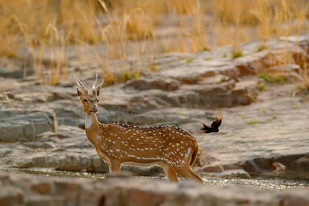 Chital or cheetal, Axis axis, spotted deer or axis deer, nature habitat. Bellow majestic powerful adult animal in stone rock water pond. Deer hidden in grass, big animal, Asia. India wildlife. の写真素材