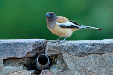 Rufous Treepie, Dendrocitta vagabunda, detail portrait of bird from Ranthambore, India forest, sitting on stone fence, water tube. Pine in stones with wild bird. Wildlife urban scene. Animal behaviour.の写真素材