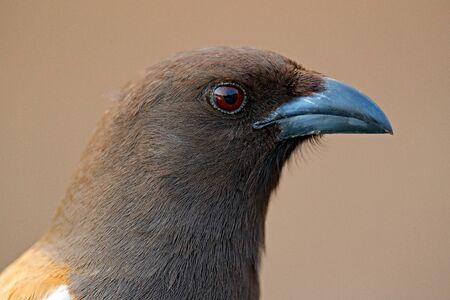Detail face portrait. Rufous Treepie, Dendrocitta vagabunda, detail portrait of bird from...