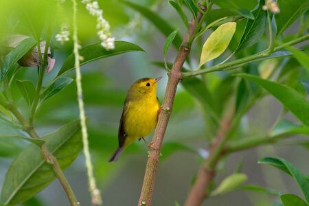 Wilsov Warbler, Wilsonia pusilla, New World warbler from Costa Rica.の写真素材