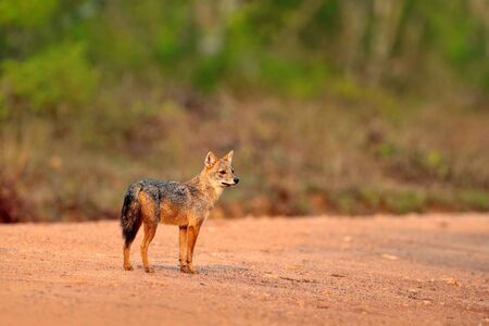Golden Jackal, Canis aureus, on the gravel road. Jackal with evening sun and animal bone in geass, Sri Lanka, Asia. Beautiful wildlife scene from nature habitat with sun light. Wildlife of Sri Lanka.の写真素材