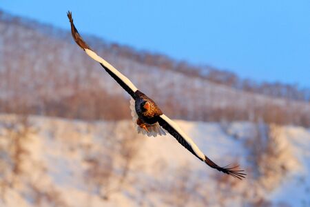 Steller's sea eagle, Haliaeetus pelagicus, flying bird of prey, with blue sky in background,...
