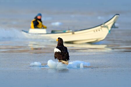 Steller's sea eagle with fish boat, Haliaeetus pelagicus, morning sunrise, Hokkaido, Japan. Eagle...