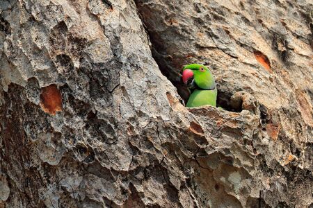 Parrot in the nest hole. Green parrot sitting on tree trunk with nest hole. Nesting Rose-ringed...