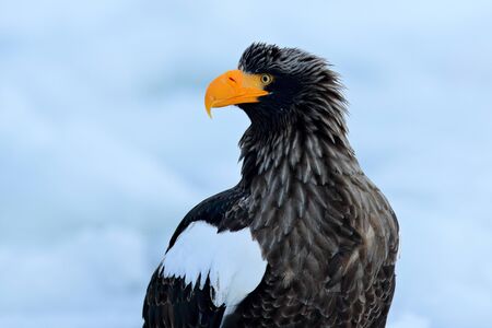 Portrait Steller's sea eagle, Haliaeetus pelagicus, bird with white snow, Hokkaido, Japan. Wildlife action behaviour scene from nature. Eagle on ice. Winter Japan with snow. Widlife Japan, close-up. の写真素材