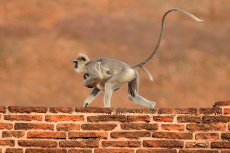 Mother and cub running. Wildlife of Sri Lanka. Common Langur, Semnopithecus entellus, monkey on the orange brick building, nature habitat, Sri Lanka. Urban wildlife. Monkey with long tail.の写真素材