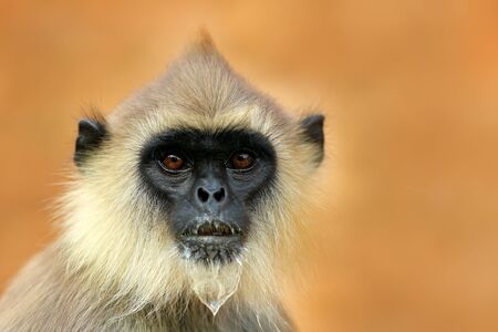Common Langur, Semnopithecus entellus, detail portrait of monkey, nature habitat, Sri Lanka. Close-up photo of langur. Wildlife Sri Lanka. Animal with open muzzle. Animal with clear background. の写真素材