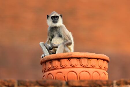 Common Langur, Semnopithecus entellus, monkey sitting in grass, nature habitat, Sri Lanka. Feeding scene with langur. Wildlife of Sri Lanka. Monkey in nature habitat, clear background and foreground.の写真素材