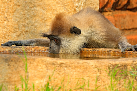 Common Langur, Semnopithecus entellus, monkey drinking water, nature habitat, Sri Lanka. Feeding...