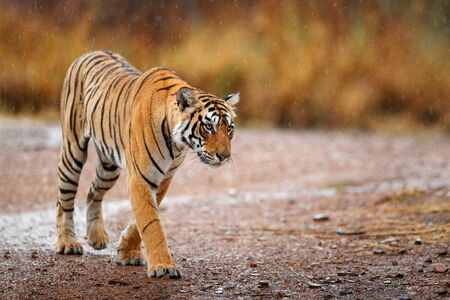 Indian tiger with first rain, wild animal in the nature habitat, Ranthambore, India. Big cat, endangered animal. End of dry season, beginning monsoon. Tiger walking on the gravel road. Wildlife India.の写真素材