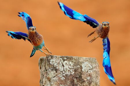 Action fly scene with two birds. Roller from Sri Lanka, Asia. Nice colour light blue bird Indian Roller flight above stone with orange background. Beautiful colour bird in the nature habitat.の写真素材