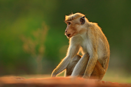 Toque macaque, Macaca sinica, monkey with evening sun. Macaque in nature habitat, Sri Lanka. Detail of monkey, Widlife scene from Asia. Beautiful forest background. Monkey hidden in the grass. の写真素材