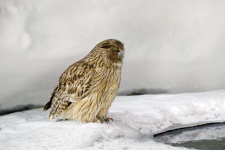 Blakiston's fish owl, Bubo blakistoni, largest living species of owl, fish owl, eagle owl. Bird hunting in cold wate. River bird with open wings. Night bird. Wildlife scene, winter Hokkaido, Japan.の写真素材