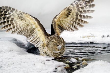 Blakiston's fish owl, Bubo blakistoni, largest living species of owl, fish owl, a sub-group of eagle. Bird hunting in cold water. Wildlife scene, winter Hokkaido, Japan. River bird with open wings.の写真素材