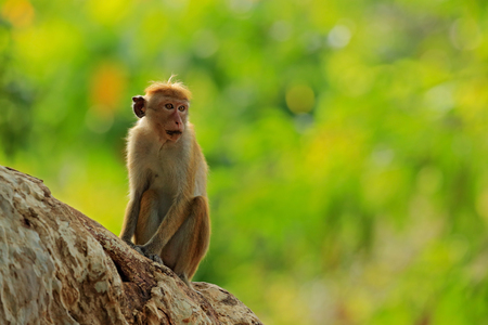 Toque macaque, Macaca sinica, monkey with evening sun. Macaque in nature habitat, Sri Lanka. Detail...