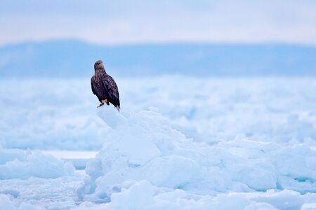 Bird in nature sea habitat, snow with ice. Winter scene with bird of prey. Big bird with snow....