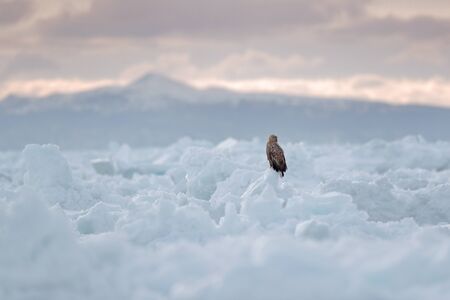 Winter scene with bird of prey. Big bird with snow. White-tailed eagle, Haliaeetus albicilla, Hokkaido, Japan. Action wildlife scene with ice. Eagle in fly. Bird in nature sea habitat, snow with ice.の写真素材